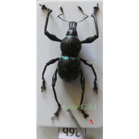 Metapocyrtus sp. Heller, 1912 male Philippines26b